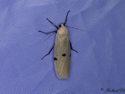 Kungslavspinnare - Four-spotted Footman (Lithosia quadra)