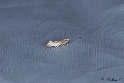 Linjerad enbarrsmal - Downland Argent (Argyresthia abdominalis)
