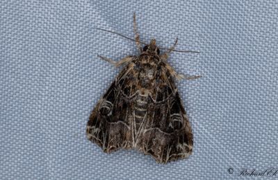 Ormbunksfly - The Latin (Callopistria juventina)