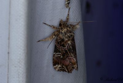 Ormbunksfly - The Latin (Callopistria juventina)