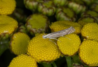 Renfanekorgmal - White-border Neb (Isophrictis striatella)