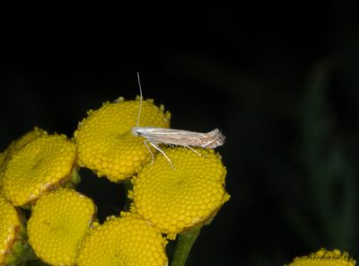 Renfanekorgmal - White-border Neb (Isophrictis striatella)
