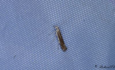 Renfanekorgmal - White-border Neb (Isophrictis striatella)
