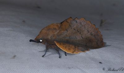 Rostfrgad bladspinnare - The Lappet (Gastropacha quercifolia)