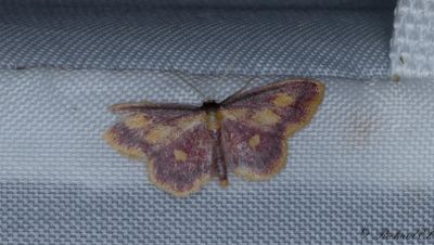 Rdpudrad lvmtare - Purple-bordered Gold (Idaea muricata)