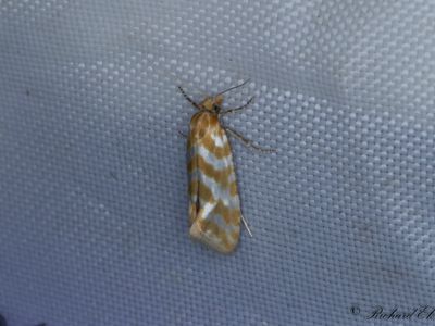 Rllikablomvecklare (Aethes margaritana)