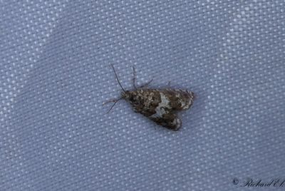 Rllikestjlkvecklare (Epiblema graphana)