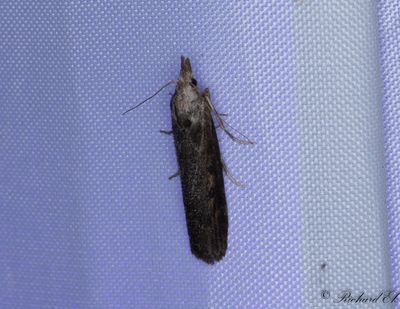 Sandflymott (Aphomia zelleri)