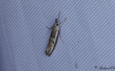 Sandmott - Hook-tipped Grass-veneer (Platytes alpinella)