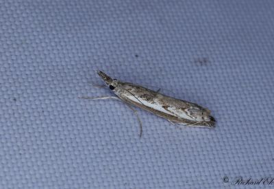 Sandmott - Hook-tipped Grass-veneer (Platytes alpinella)