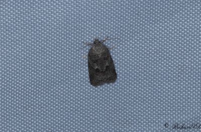Sensommargrvecklare - Grey Tortrix (Cnephasia stephensiana)