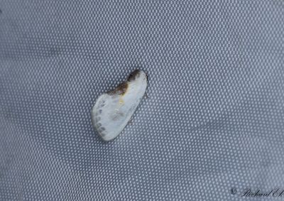 Slnspinnare - Chinese Character (Cilix glaucata)