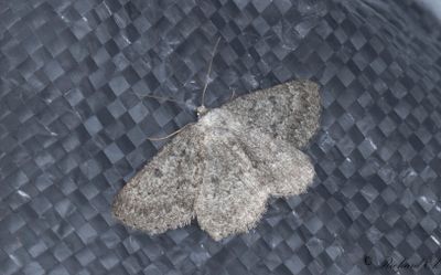 Större ringmätare - Scotch Annulet (Gnophos obfuscata)