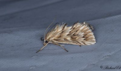 Senaste bilder / Latest pictures