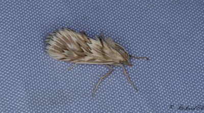 Tandmott - Starry pearl (Cynaeda dentalis)