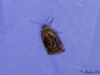 Tallsommarvecklare (Archips oporanus)