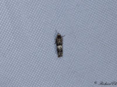 Tallbrokvecklare (Piniphila bifasciana)