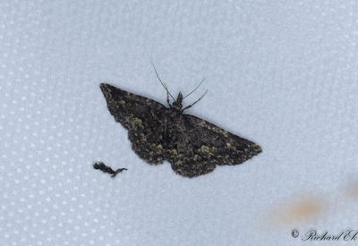 Svampfly - Waved Black (Parascotia fuliginaria)