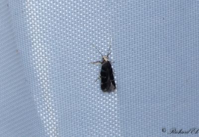Större silverdystermal (Eulamprotes wilkella)