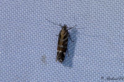 Blystrimmig ljungmal - Heather Neb (Aristotelia ericinella)