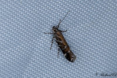 Blystrimmig ljungmal - Heather Neb (Aristotelia ericinella)