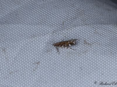 Blystrimmig ljungmal - Heather Neb (Aristotelia ericinella)