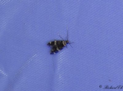 Vitbandad förnamal - Scarce Obscure (Oegoconia deauratella)