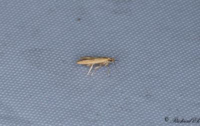 Mindre ekluggmal - Small Carl (Tischeria dodonaea)