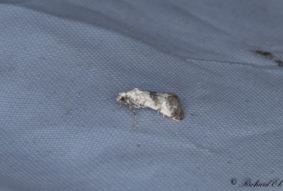 Vit korgblomvecklare (Cochylis posterana)