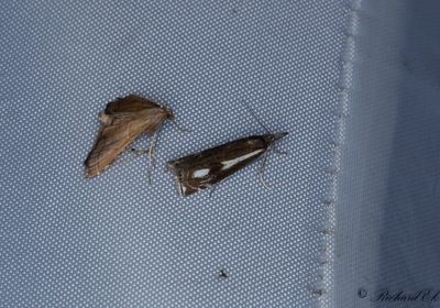Svartbrunt grsmott (Crambus heringiellus)