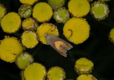 Gulhakad renfanerotvecklare - Narrow-blotch Drill (Dichrorampha flavidorsana)
