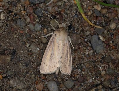 Igelknoppsfly - Webb's Wainscot (Globia sparganii)