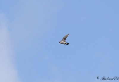 Pilgrimsfalk - Peregrine Falcon (Falco peregrinus)