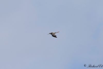Svartsnppa - Spotted Redshank (Tringa erythropus)