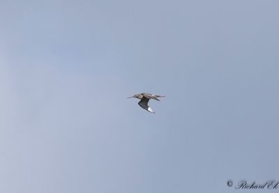 Svartsnppa - Spotted Redshank (Tringa erythropus)