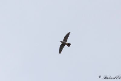 Pilgrimsfalk - Peregrine Falcon (Falco peregrinus)