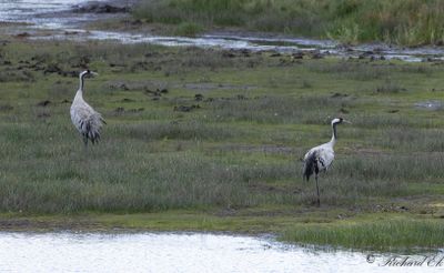 Trana - Common Crane (Grus grus)