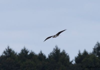 Fiskgjuse - Osprey (Pandion haliaetus)