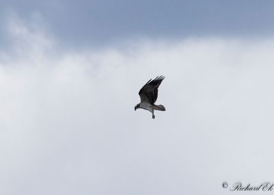 Fiskgjuse - Osprey (Pandion haliaetus)