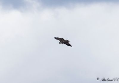 Fiskgjuse - Osprey (Pandion haliaetus)