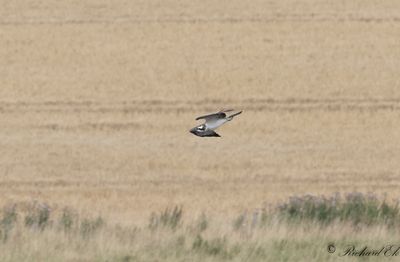 Latest bird pictures from Sweden