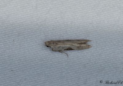 Aspbgpalpmal - Square-spot Crest (Hypatima rhomboidella)