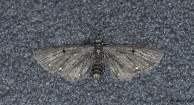 Bjrnflokemalmtare - White-spotted Pug (Eupithecia tripunctaria)