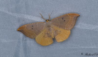 Eksikelvinge - Oak Hook-tip (Watsonalla binaria)