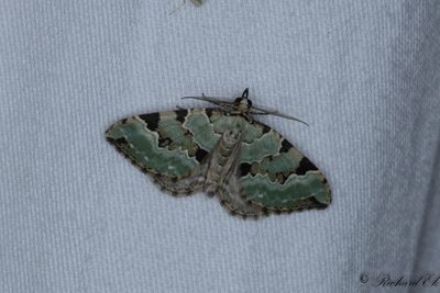 Grsgrn fltmtare - Green Carpet (Colostygia pectinataria)