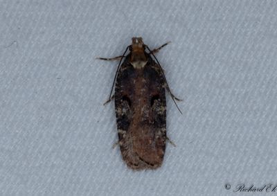 Gulryggad johannesplattmal (Agonopterix liturosa)