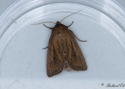 Kanelbrunt rrfly - Rush Wainscot (Globia algae)