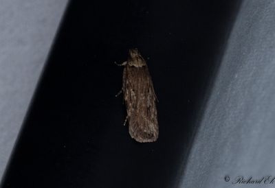Palsternacksplattmal - Parsnip Moth (Depressaria radiella)