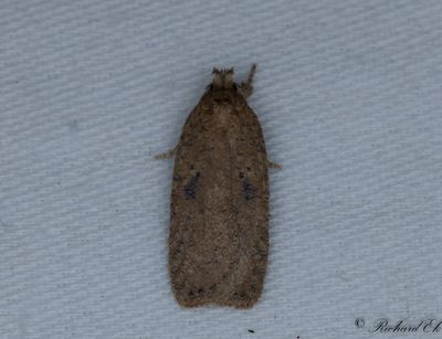 Strre tistelplattmal - Ruddy Flat-body (Agonopterix subpropinquella)