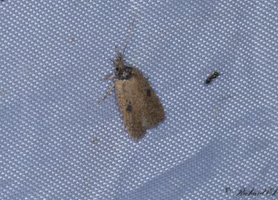 Strre tistelplattmal - Ruddy Flat-body (Agonopterix subpropinquella)